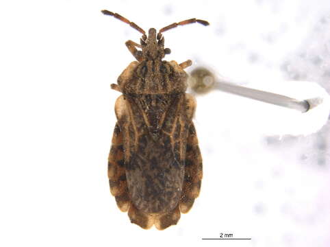 Image of Aradus (Aradus) aequalis Say 1832