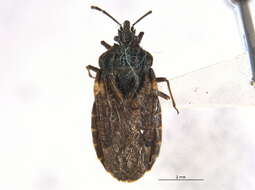 Image of Aradus (Aradus) funestus Bergroth 1913