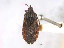 Image of Aradus (Aradus) funestus Bergroth 1913