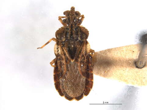 Image of Aradus (Aradus) fuscomaculatus Stål 1859