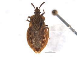 Image of Aradus (Aradus) inornatus Uhler 1876