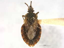 Image of Aradus (Aradus) proboscideus Walker 1873