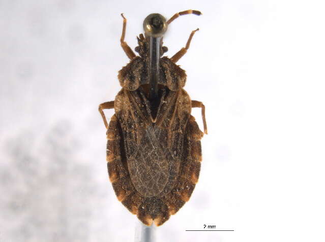 Image of Aradus (Aradus) proboscideus Walker 1873