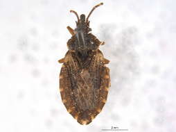 Image of Aradus (Aradus) proboscideus Walker 1873