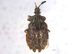 Image of Aradus (Aradus) quadrilineatus Say 1825