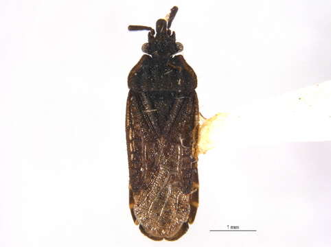 Image of Aradus (Aradus) uniannulatus Parshley 1921