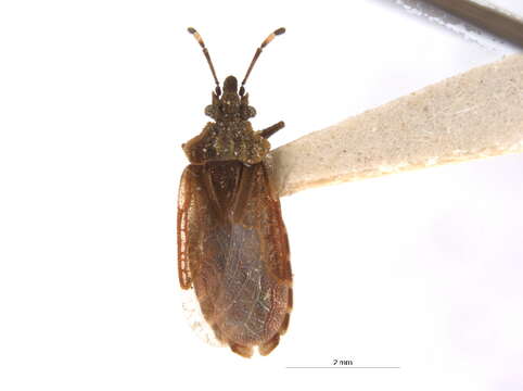 Image of Aradus (Aradus) uniannulatus Parshley 1921