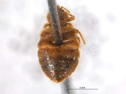 Image of bat bug