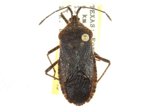 Image of Squash Bug