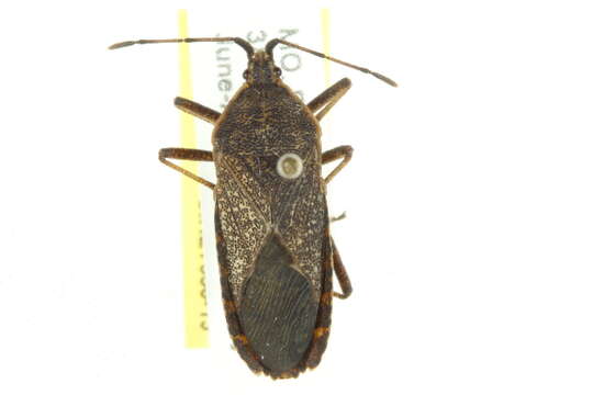 Image of Squash Bug