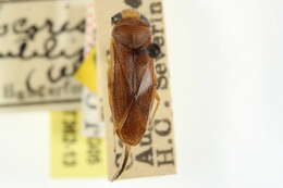 Image de Arctocorisa sutilis (Uhler 1876)