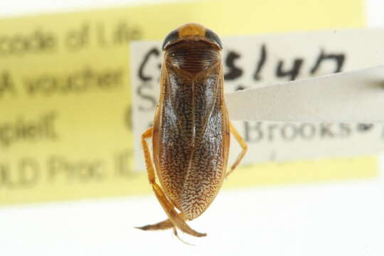 Image of Dasycorixa hybrida (Hungerford 1926)