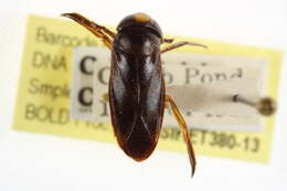 Image of Hesperocorixa harrisii (Uhler 1878)