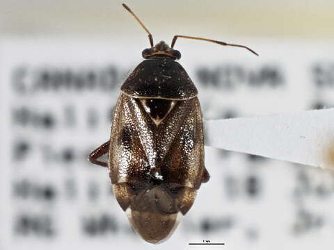 Image of Deraeocoris albigulus Knight 1921