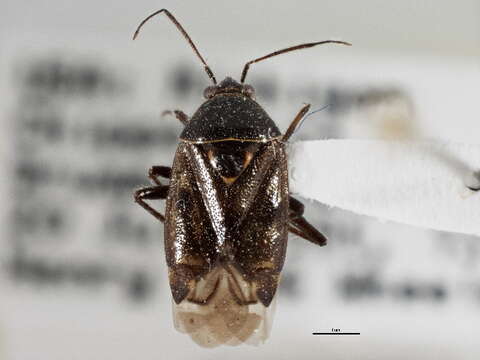 Image of Deraeocoris albigulus Knight 1921