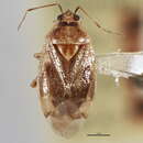 Image of Deraeocoris alnicola Knight 1921