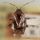 Image of Deraeocoris betulae Knight 1921