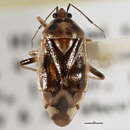 Image of Deraeocoris borealis (Van Duzee 1920)