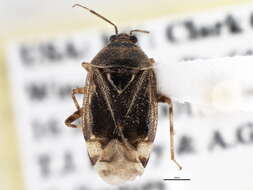 Image of Deraeocoris grandis (Uhler 1887)