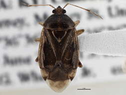 Image of Deraeocoris grandis (Uhler 1887)