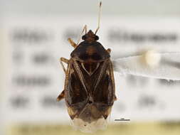 Image of Deraeocoris grandis (Uhler 1887)