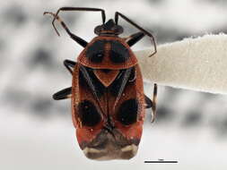 Image of Deraeocoris histrio (Reuter 1876)