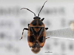 Image of Deraeocoris histrio (Reuter 1876)