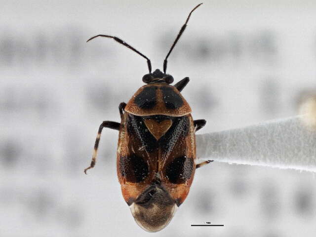 Image of Deraeocoris histrio (Reuter 1876)