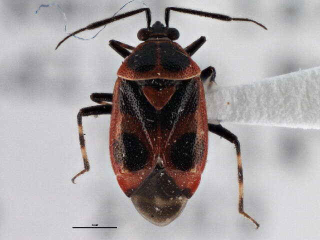 Image of Deraeocoris histrio (Reuter 1876)