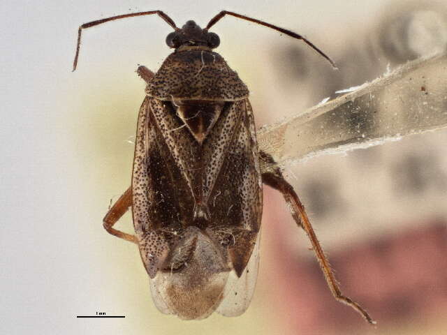 Image of Deraeocoris laricicola Knight 1921