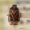Image of Deraeocoris nitenatus (Knight 1921)