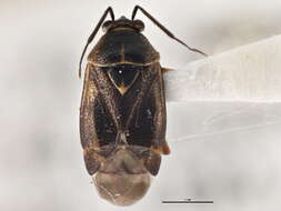 Image of Deraeocoris nubilus Knight 1921