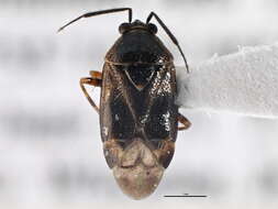 Image of Deraeocoris nubilus Knight 1921