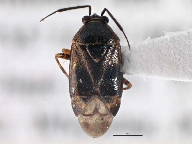 Image of Deraeocoris nubilus Knight 1921