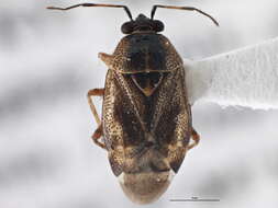 Image of Deraeocoris nubilus Knight 1921