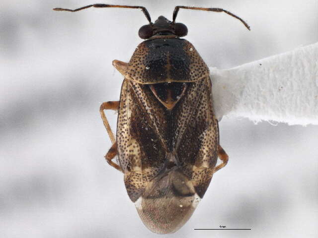 Image of Deraeocoris nubilus Knight 1921