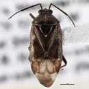 Image of Deraeocoris pinicola Knight 1921