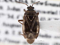 Image of Deraeocoris pinicola Knight 1921