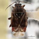 Image of Deraeocoris poecilus (McAtee 1919)