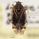 Image of Deraeocoris triannulipes Knight 1921