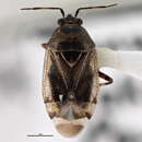 Image of Deraeocoris validus (Reuter 1909)
