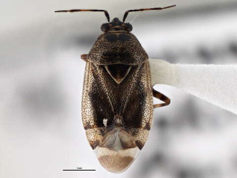 Image of Deraeocoris validus (Reuter 1909)