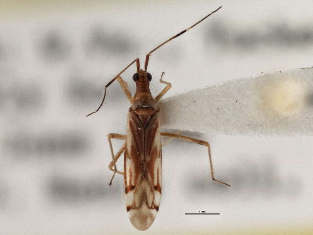 Слика од Dicyphus famelicus (Uhler 1878)