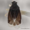 Image of Sixeonotus insignis Reuter 1876