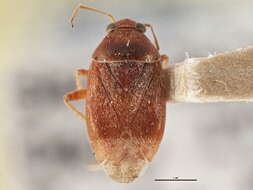 Image of Agnocoris rubicundus (Fallen 1807)