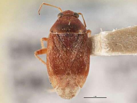 Image of Agnocoris rubicundus (Fallen 1807)