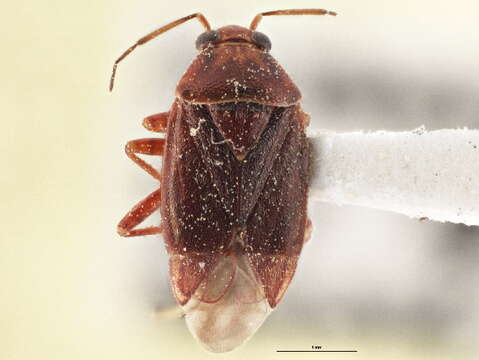 Image of Agnocoris rubicundus (Fallen 1807)