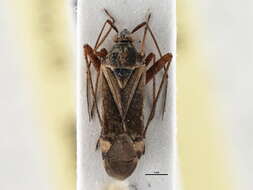 Image of Closterotomus fulvomaculatus (De Geer 1773)