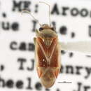 Image of Dichrooscytus suspectus Reuter 1909
