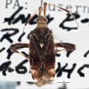 Image of Neurocolpus pumilus Henry & Kim 1984